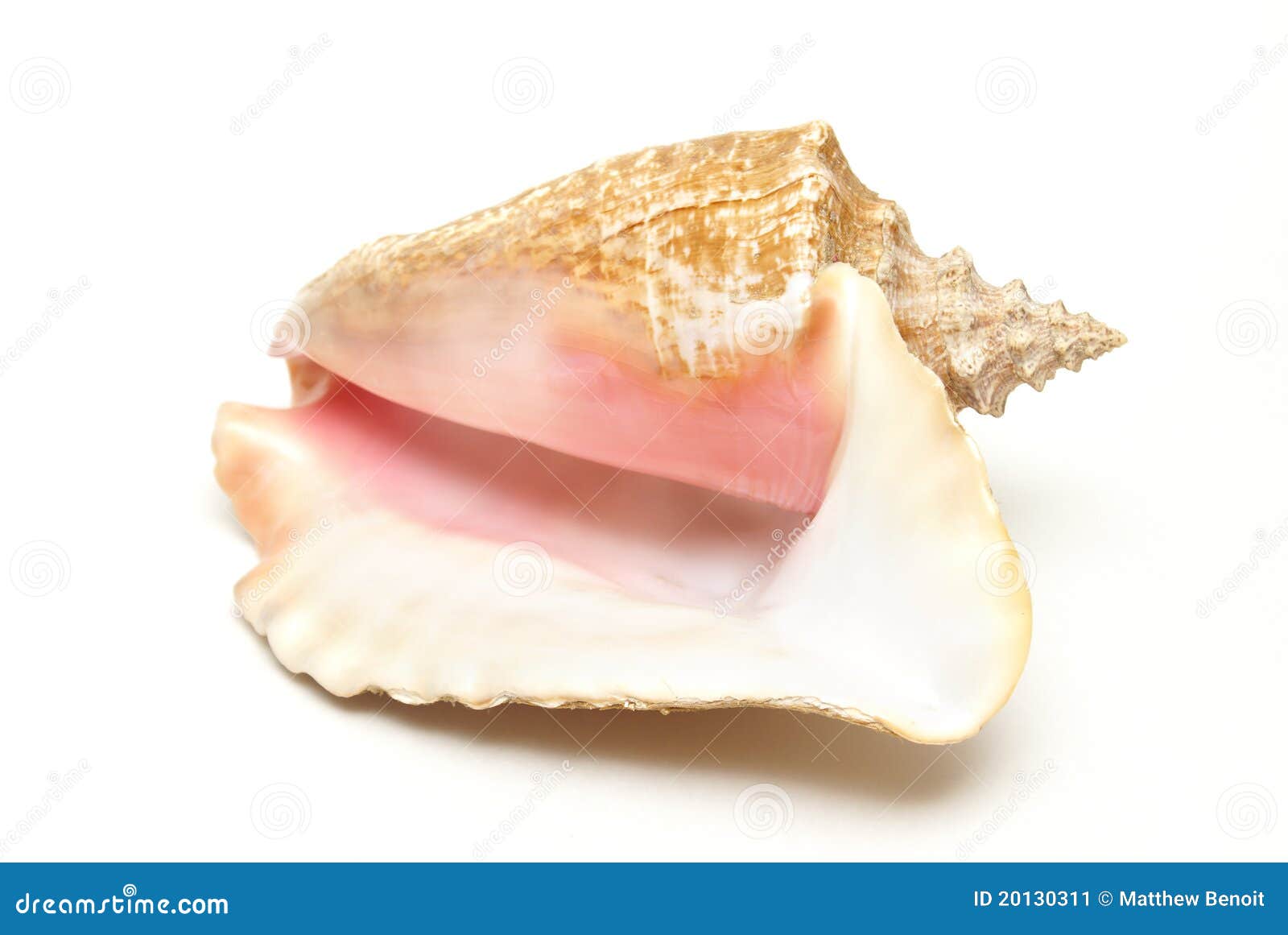 large conch shell