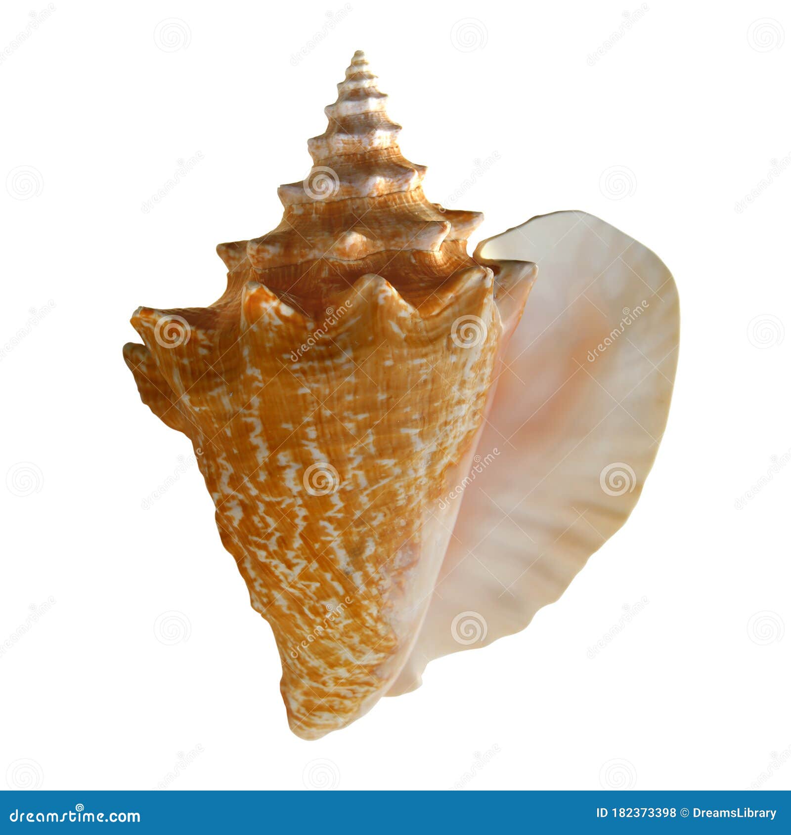 Conch Shell on White Background 1 Stock Photo - Image of shell, marine