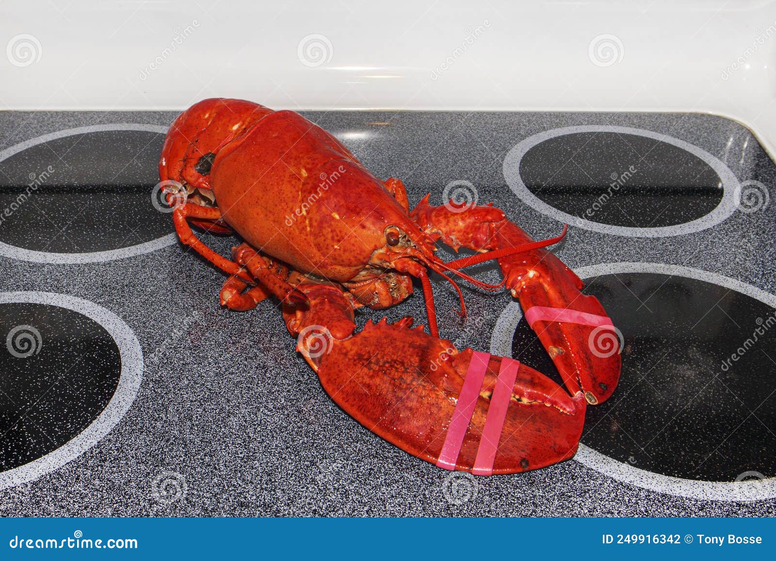 Large, Cooked Lobster stock photo. Image of maine, gourmet 249916342