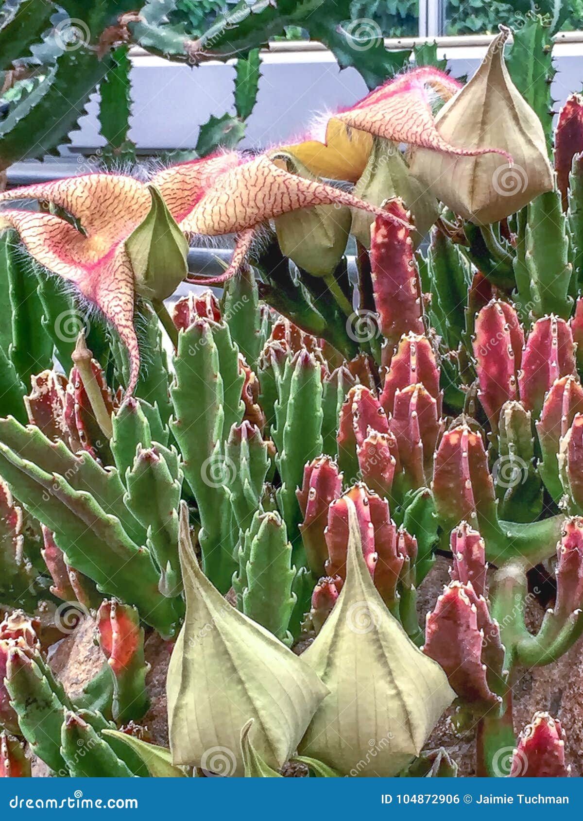 Large Corpse Flower in Bloom carrion Flower Stock Photo Image of