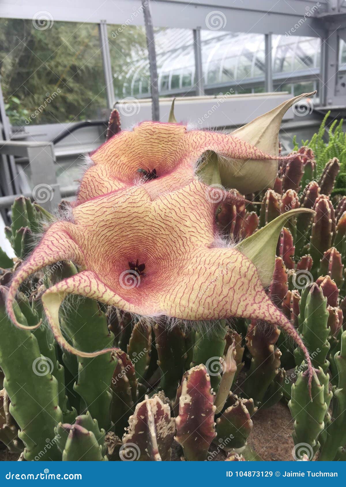 Large Corpse Flower in Bloom carrion Flower Stock Image Image of