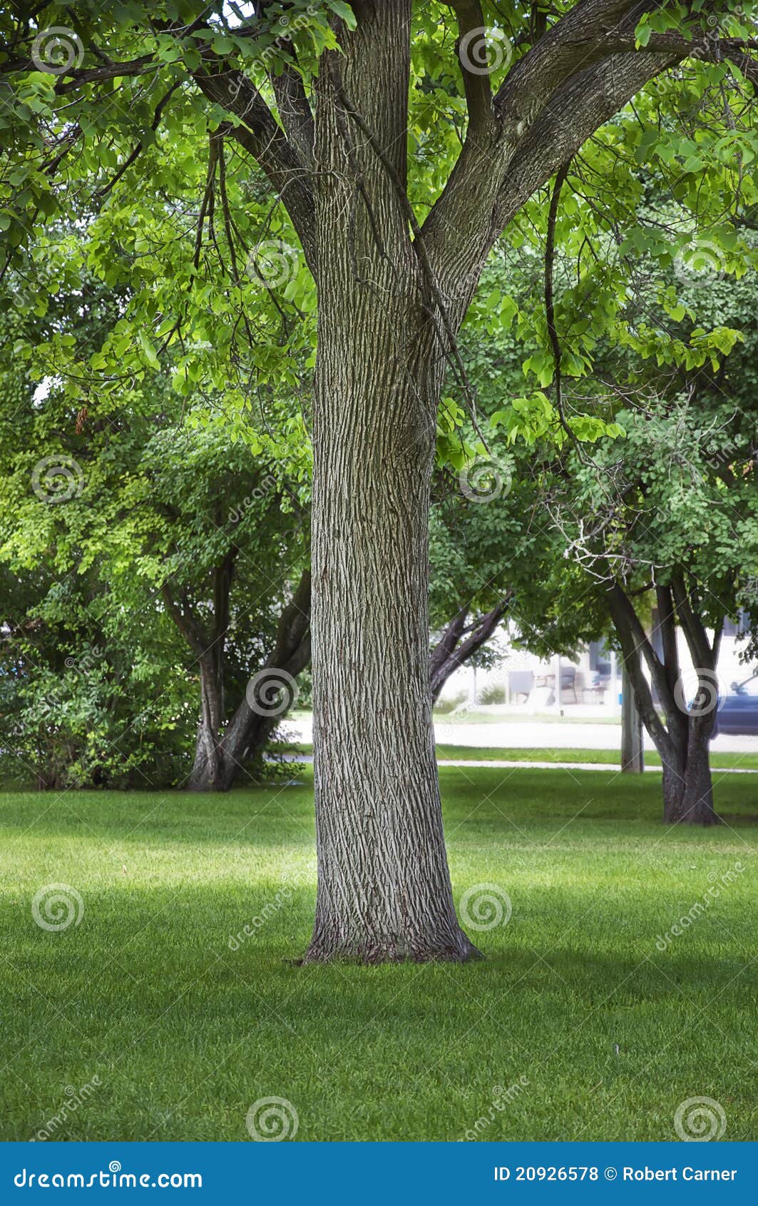 large cottonwood shade tree in a city park