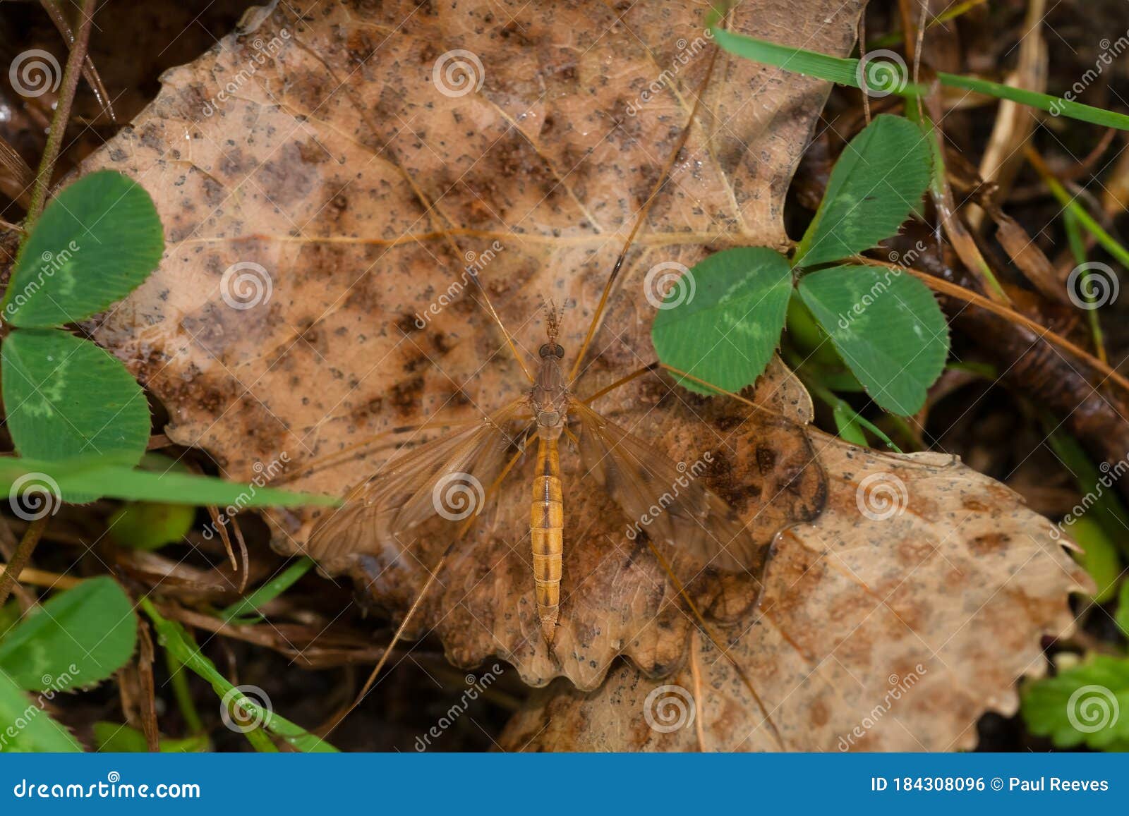 large crane fly - genus tipula
