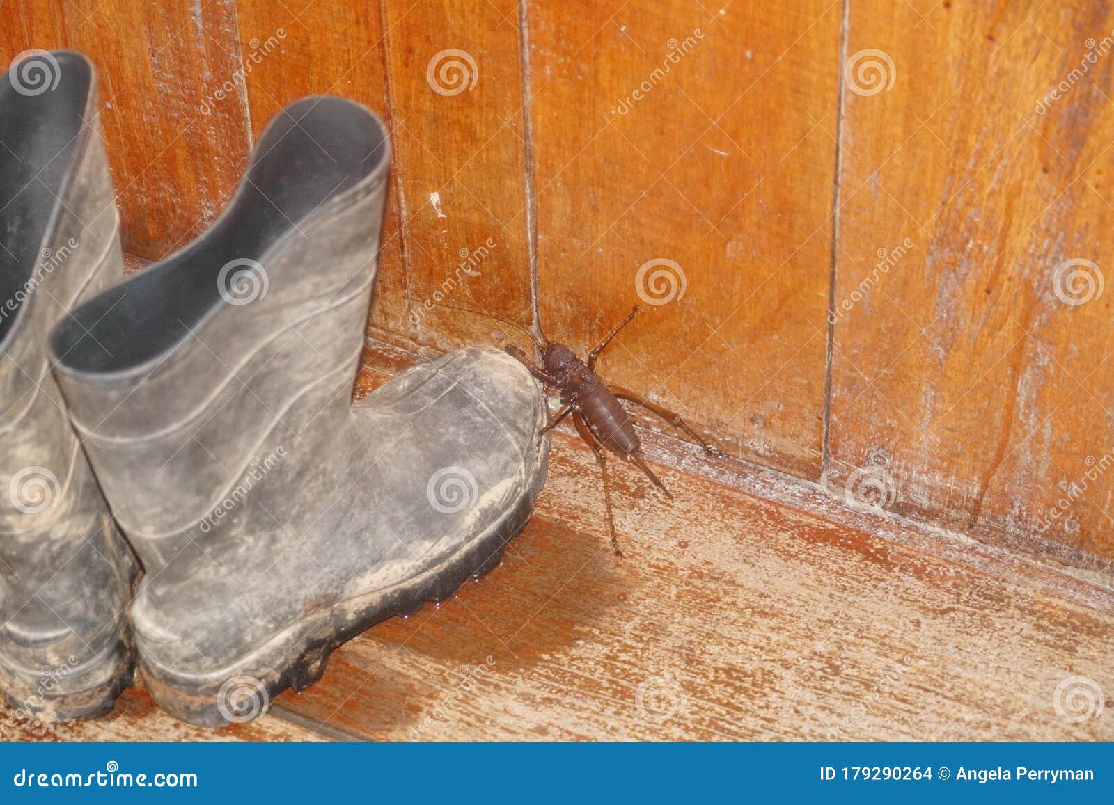 Large Cricket by a Pair of Boots Stock Photo - Image of pair, cricket ...