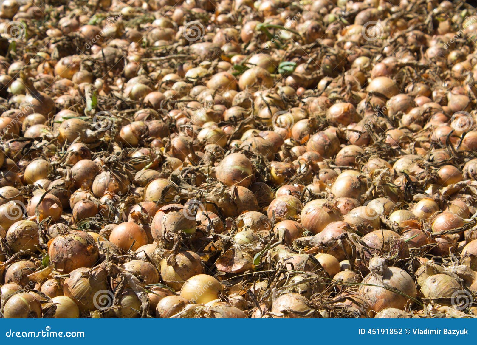 Large crop of onions stock photo. Image of plant, nature 45191852