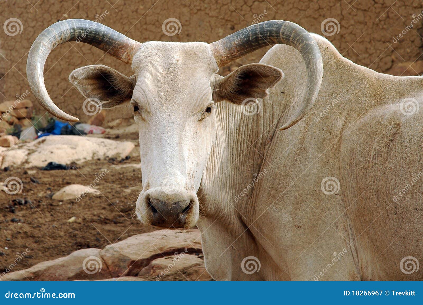 A Large Curved Horn African Bull Stock Image Image of africa, farm