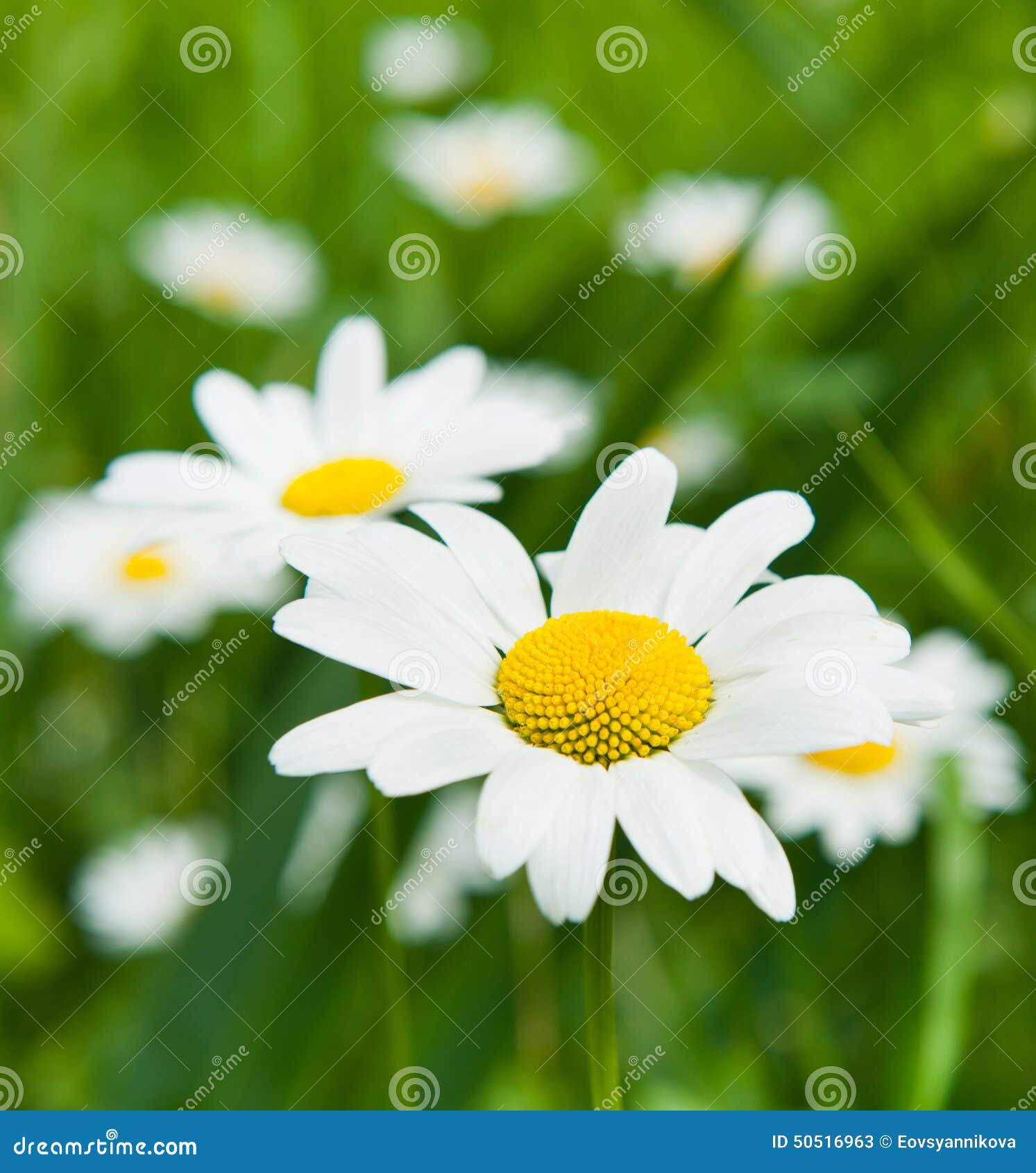 Large daisies blooming stock image. Image of august, green 50516963