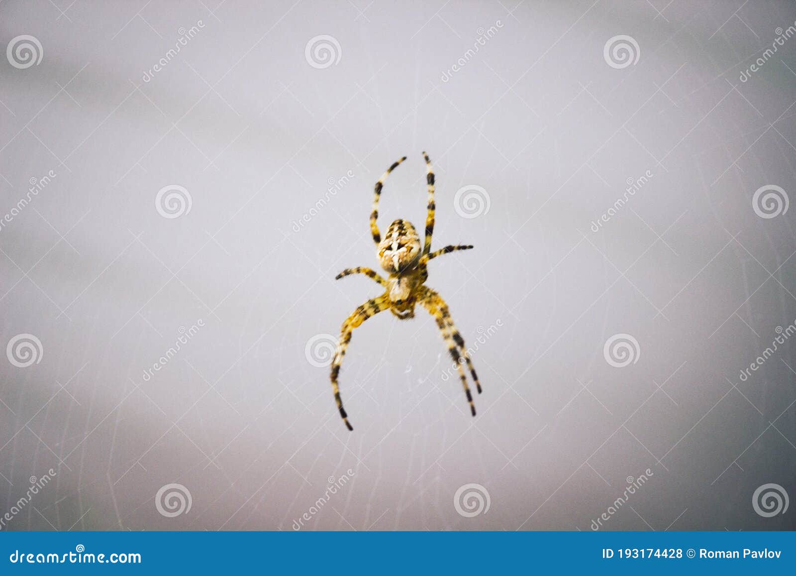 A Large Dangerous Spider on a  Stock Photo Image of tarantula