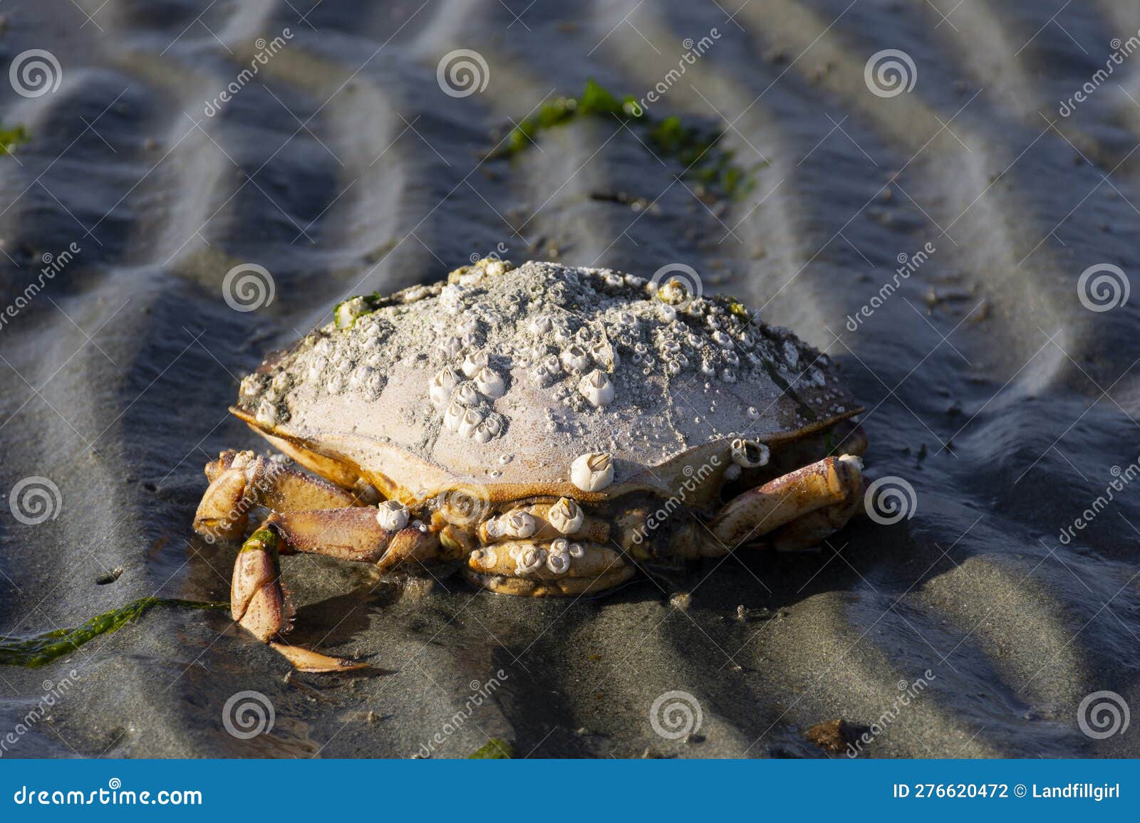 Large Dead Crab Covered in Barnacles Stock Photo Image of seafood