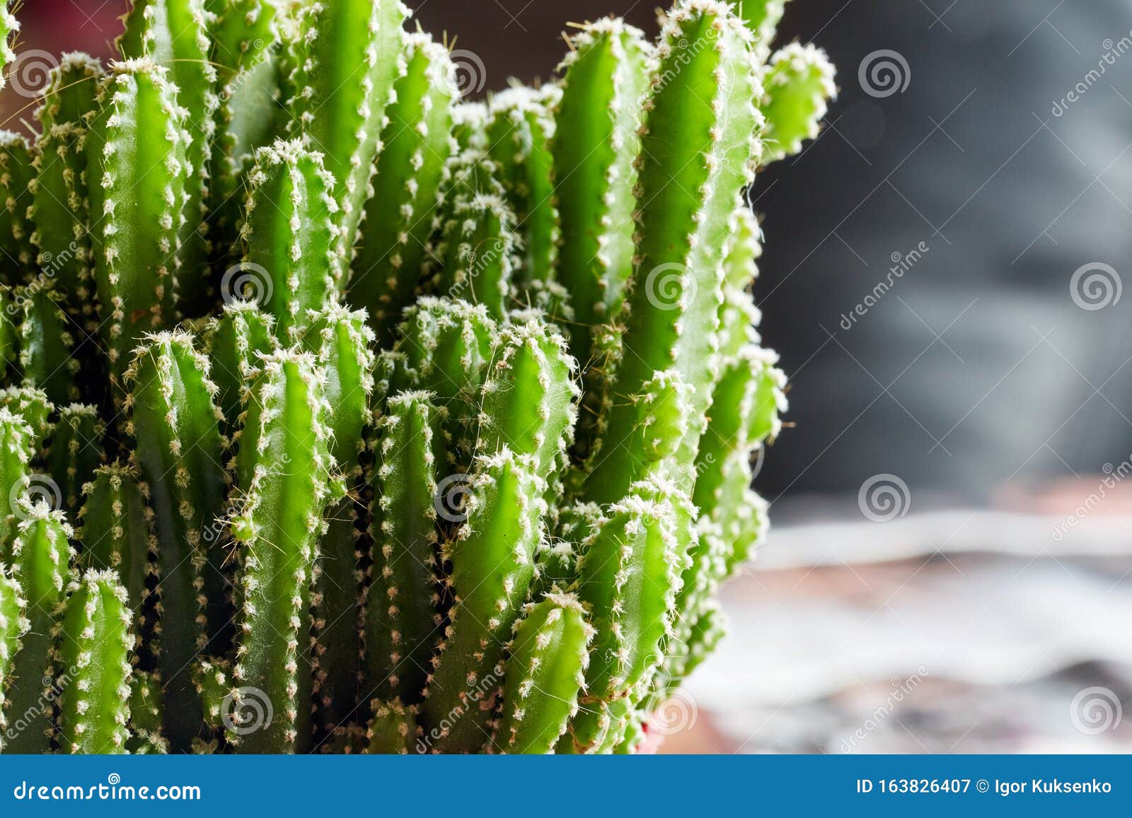 large decorative green cactus with small needles