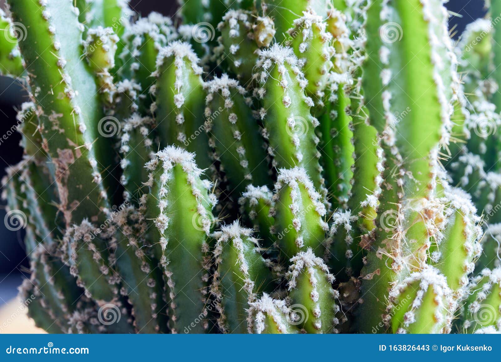 large decorative green cactus with small needles