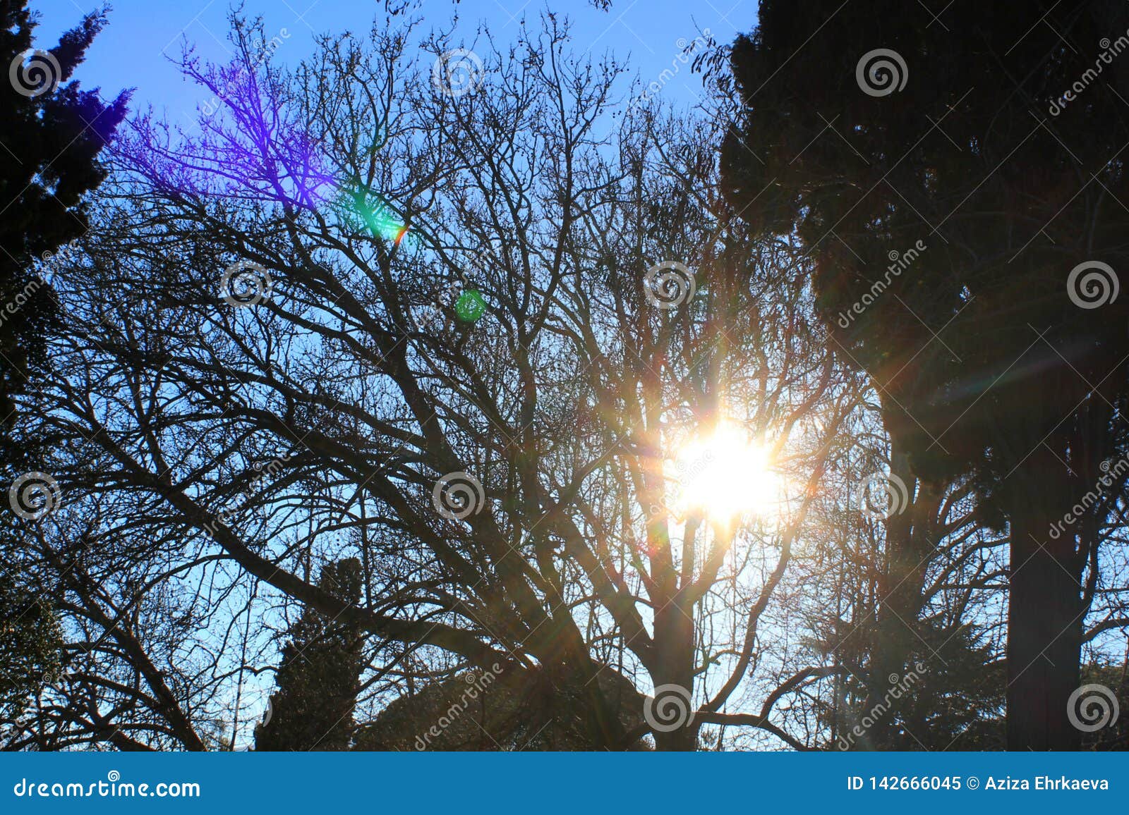 Large Different Trees In Sunset Stock Image Image Of Background