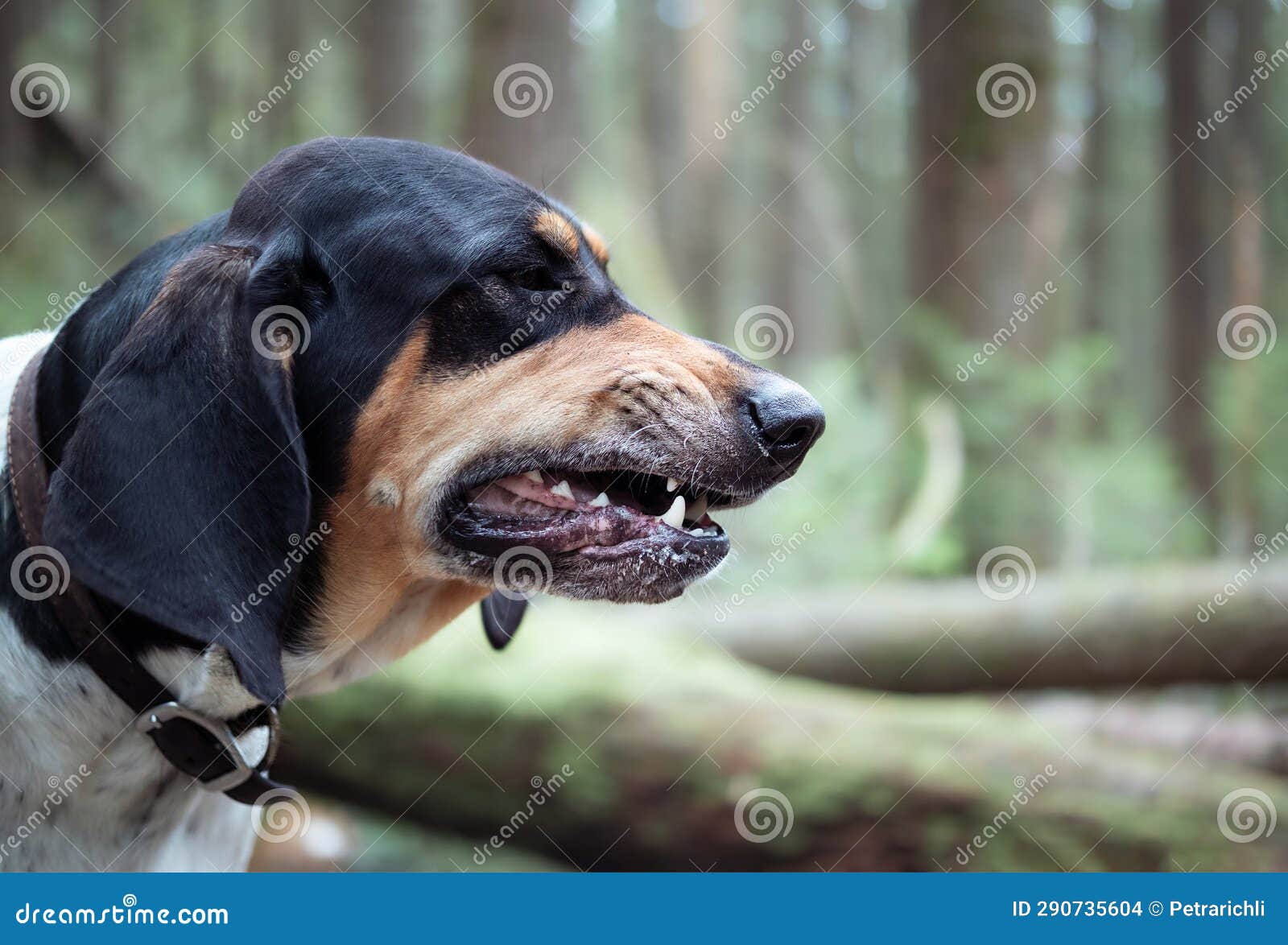 Large Dog Barking, Baying or Growling at Something in Forest. Stock