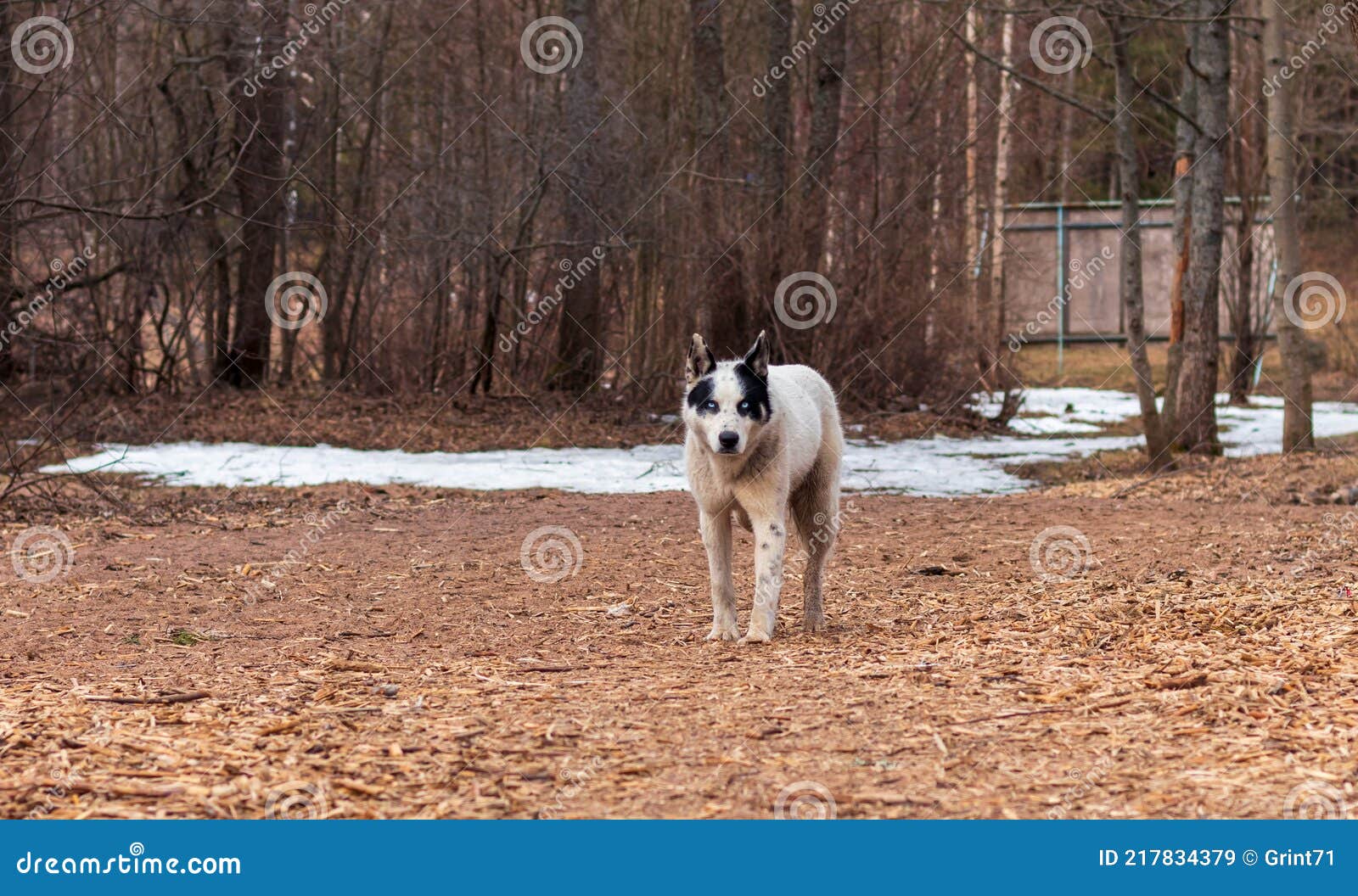 muzzle dog at dog park
