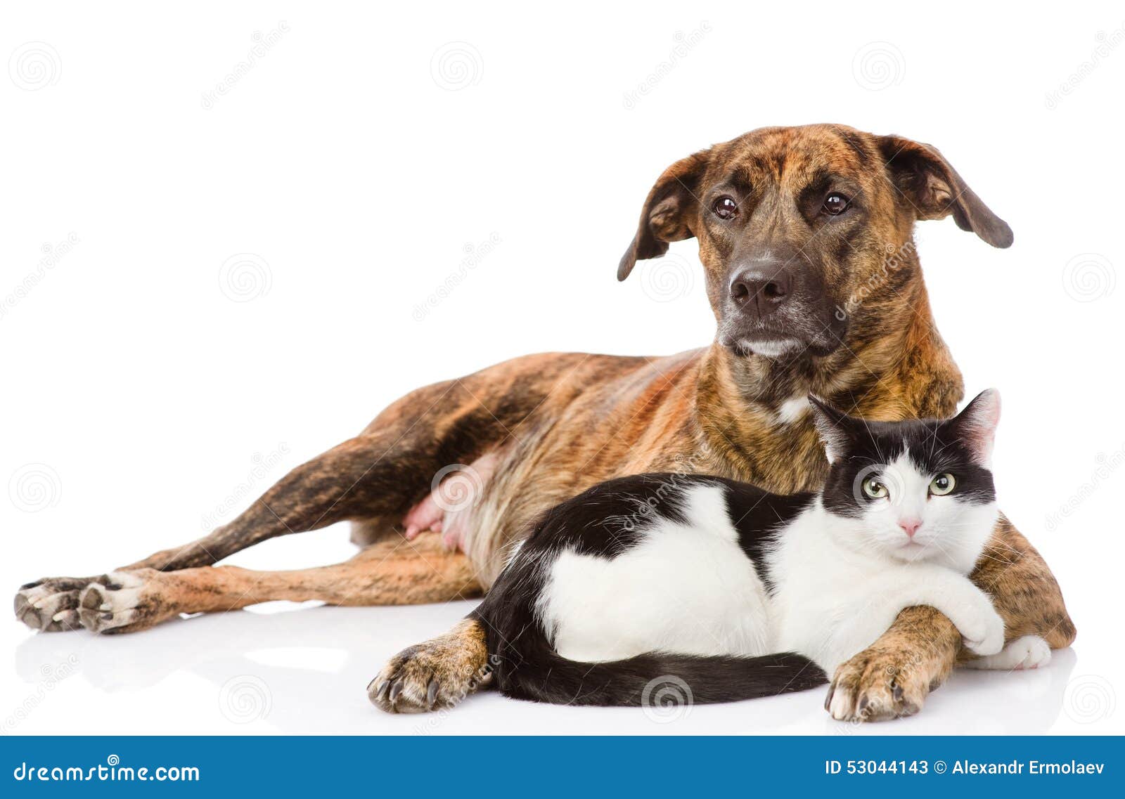 Large Dog and Cat Lying Together. on White Background Stock Image Image of adult, large 53044143