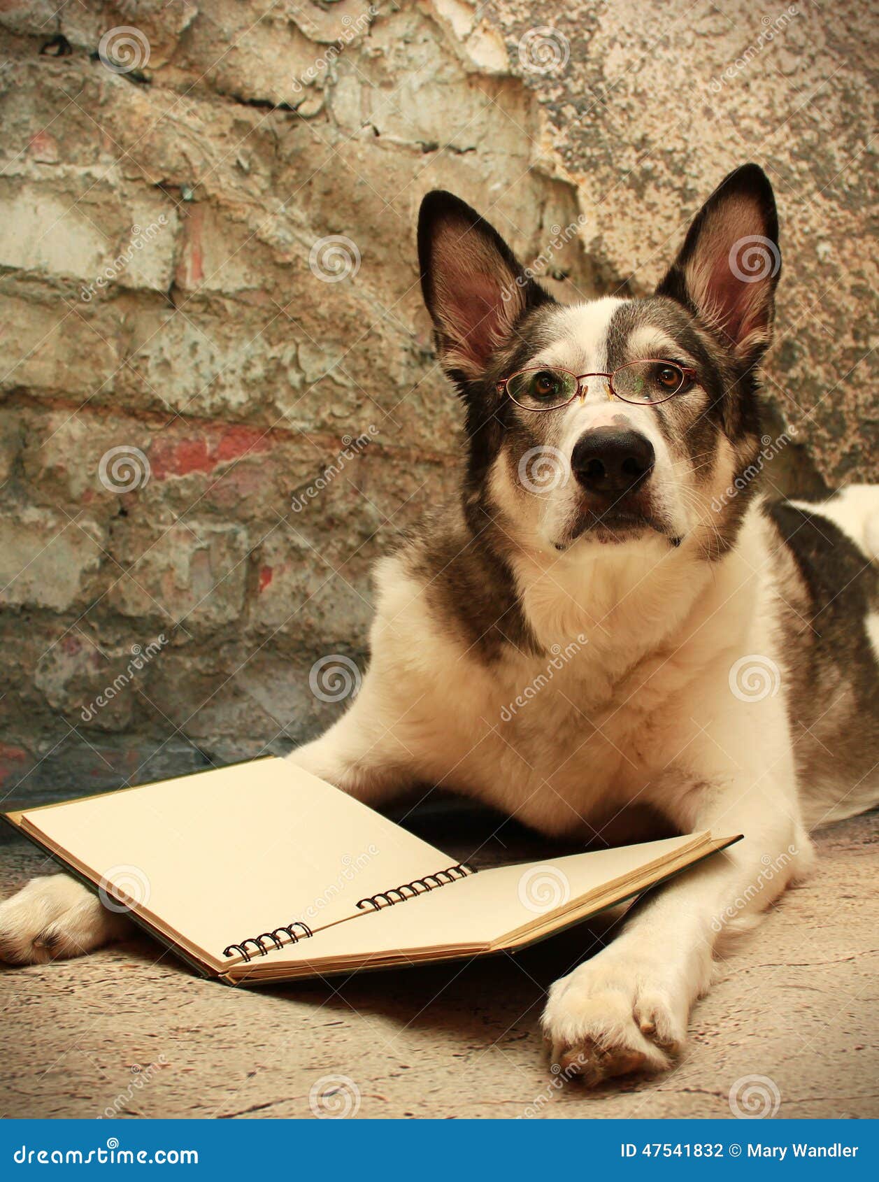 Large Dog with Glasses Reading Stock Photo Image of malamute