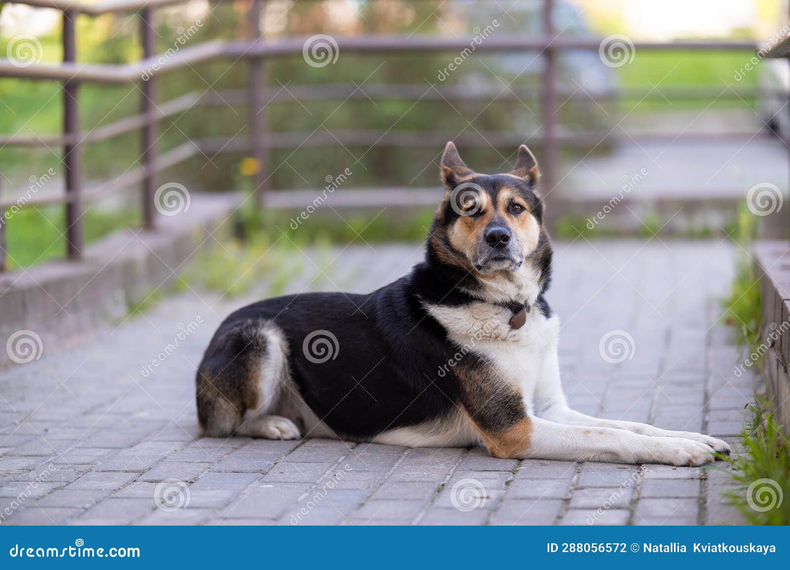 A Large Dog Guards the Yard of the House. Guard Dog Stock Photo Image of purebred, bernard