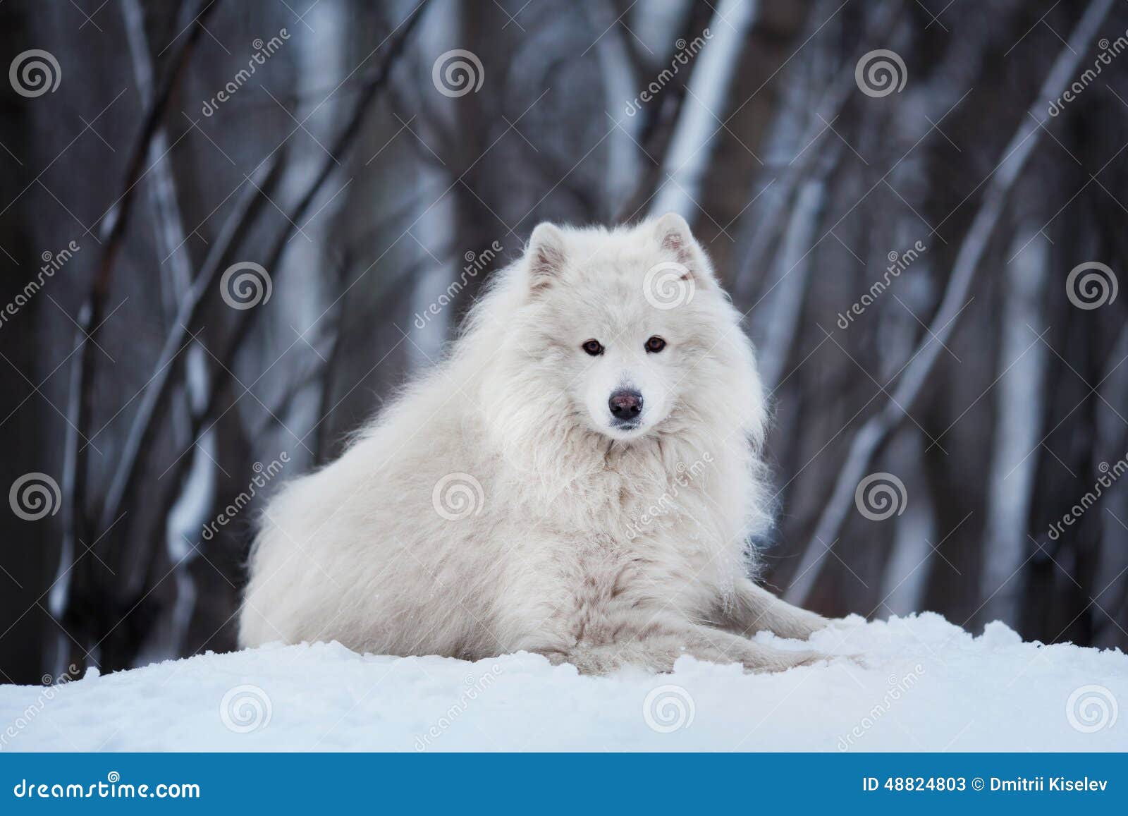 Large Dog Lying on Snow in Winter Stock Image Image of huskies