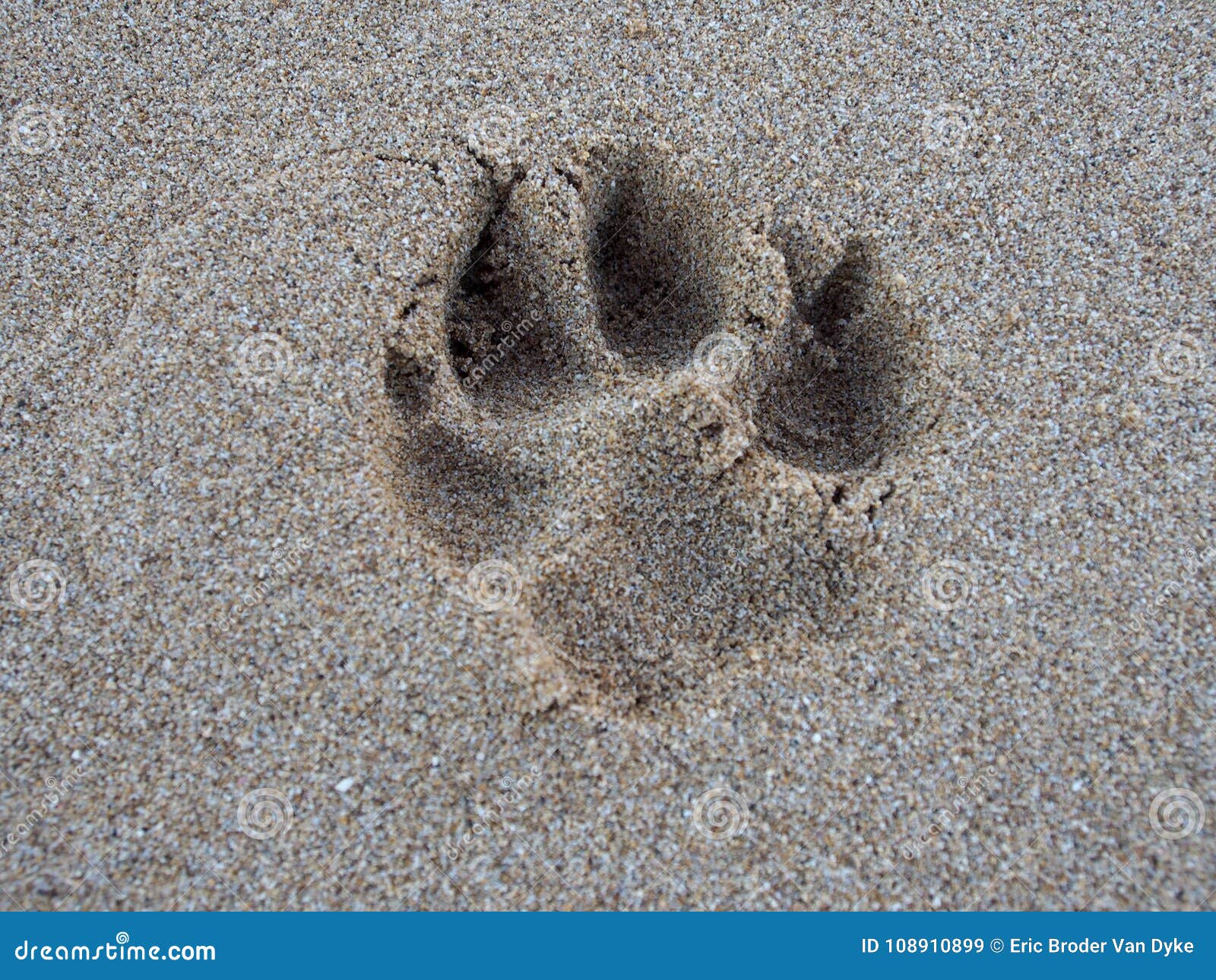 Dog Paw Print in the Sand stock image. Image of paws 108910899