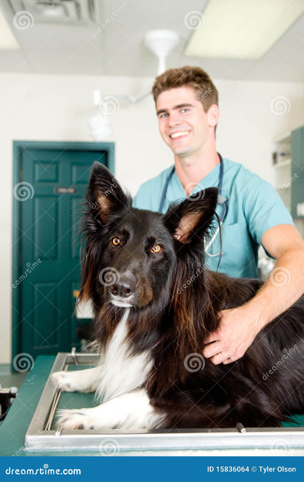 Large Dog at Small Animcal Clinic Stock Photo Image of doctor, small