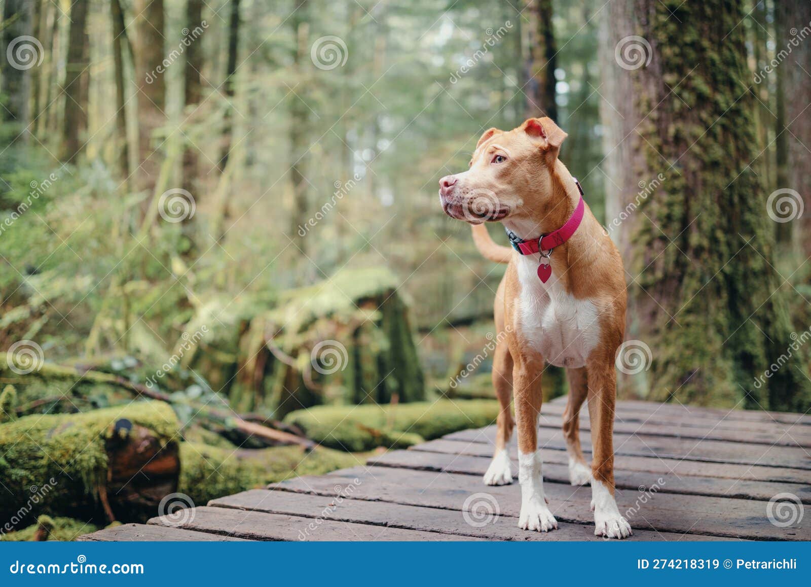 Hiking with a top 6 month old puppy