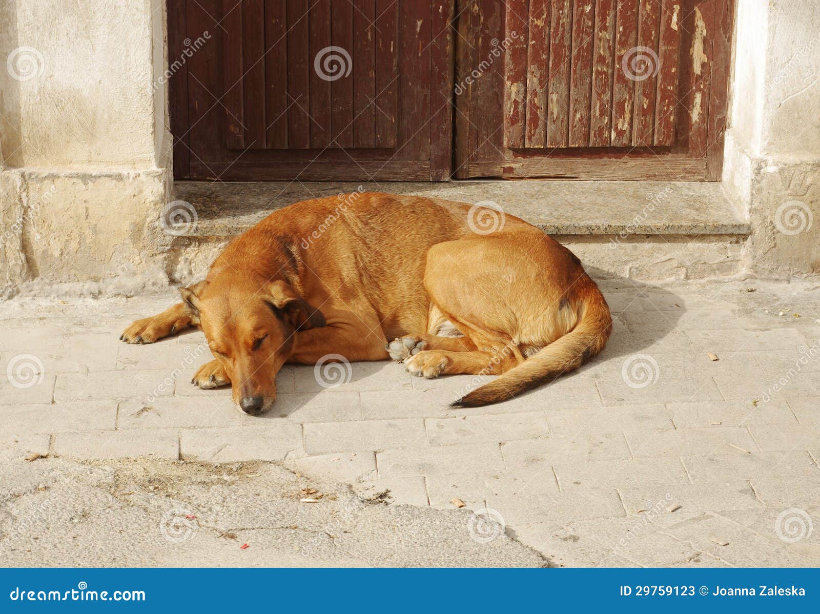 Dog nap stock image. Image of italian, snooze, care, animal 29759123