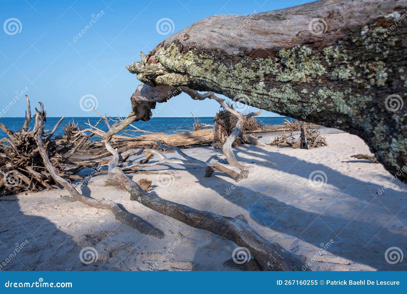 Large Driftwood on Secluded Florida Beach Stock Image Image of