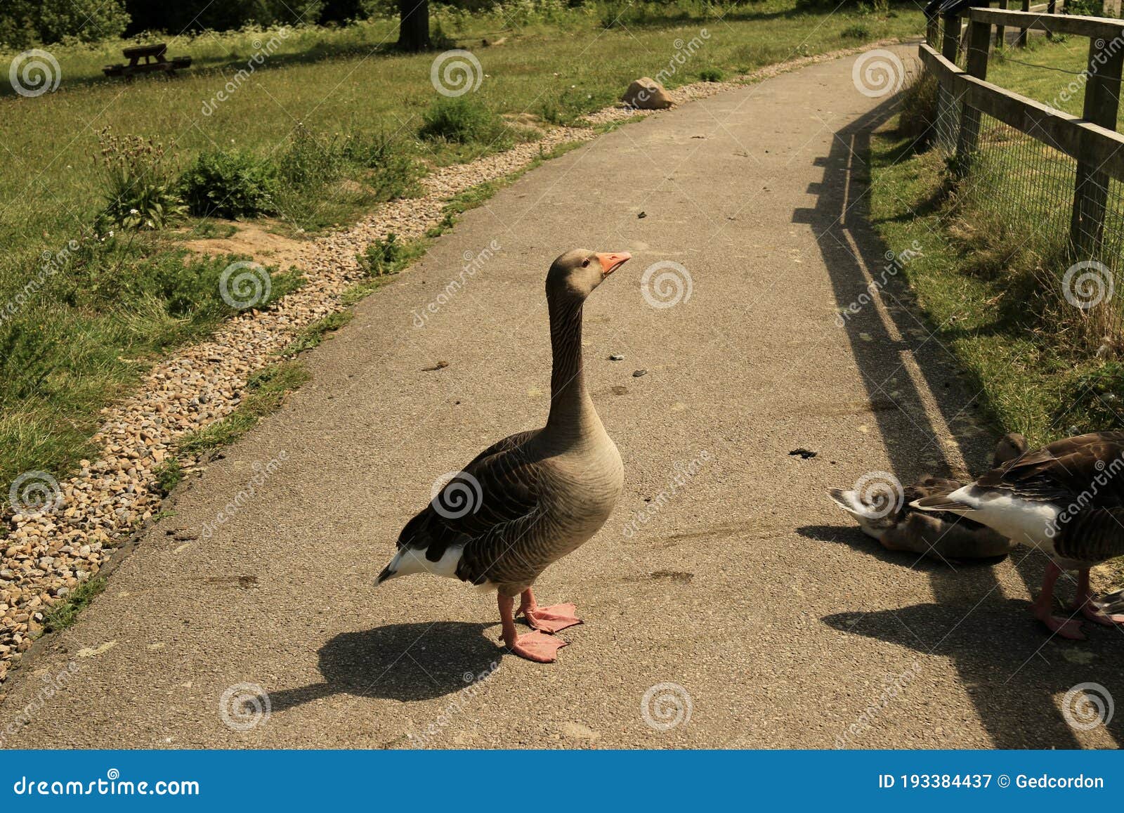 Duck posing stock image. Image of gravel, duck, ducks 193384437