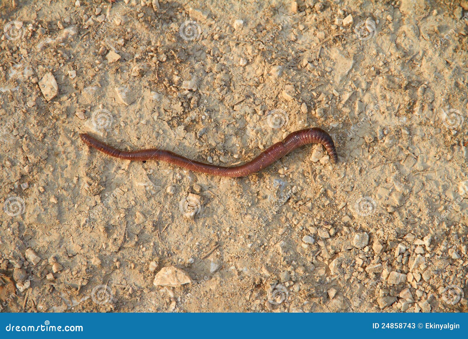 download big earthworm download big earthworm