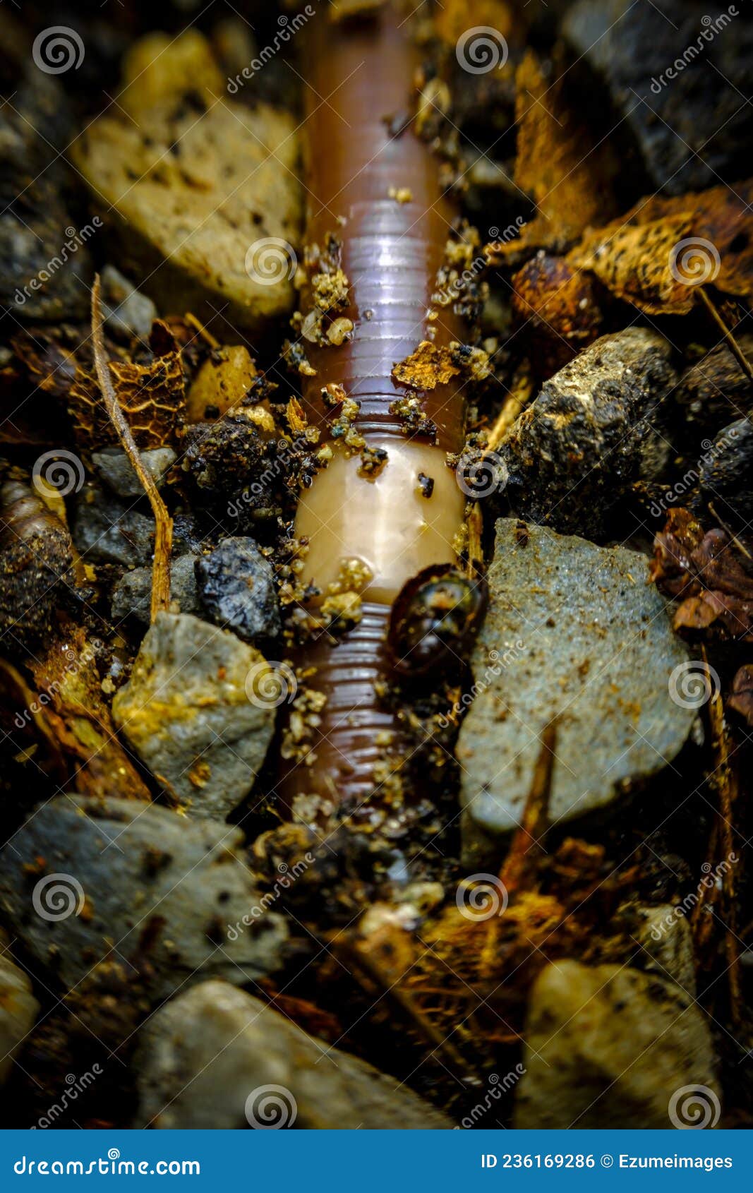 large earthworm macro