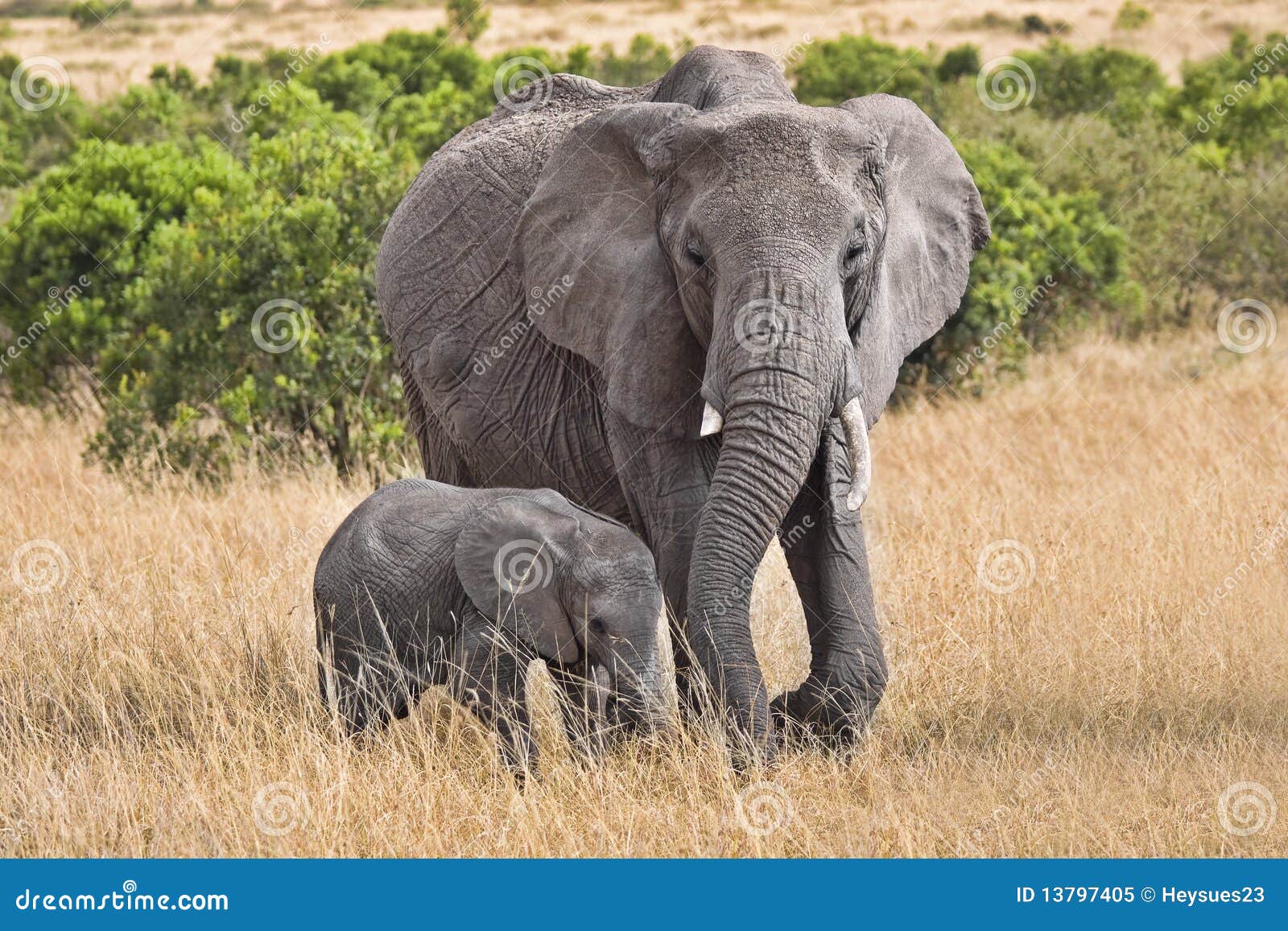 Large elephant with baby stock image. Image of grey, elephant 13797405
