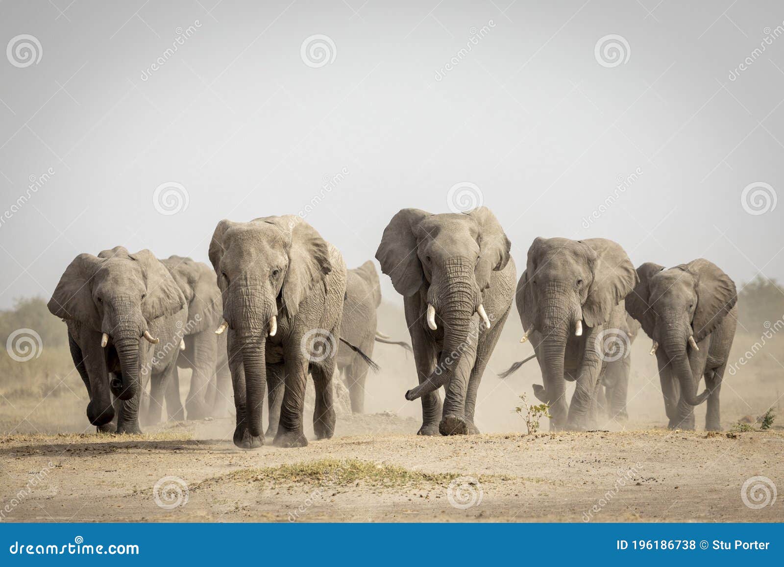 elephant herd walking towards camera in savuti in botswana