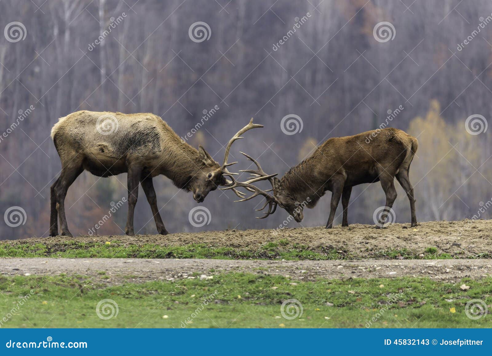 Large elk fighting stock image. Image of fall, countryside 45832143