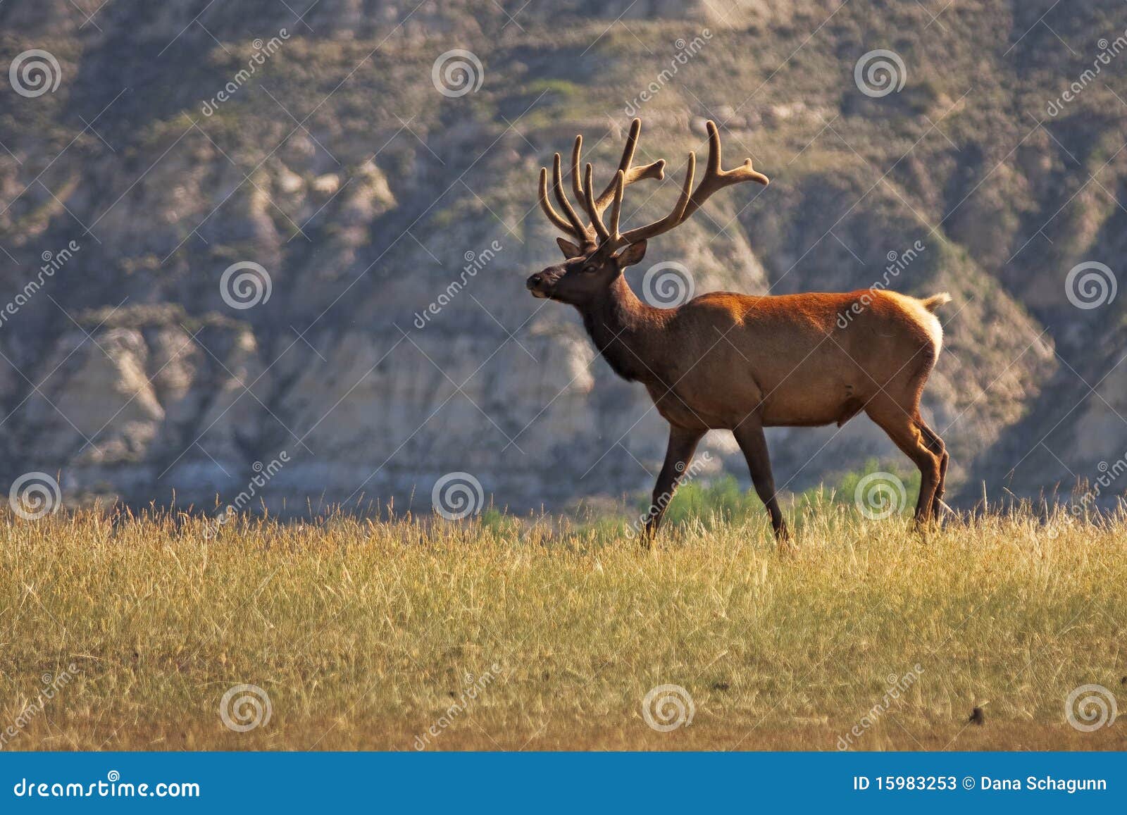 large elk in the wild