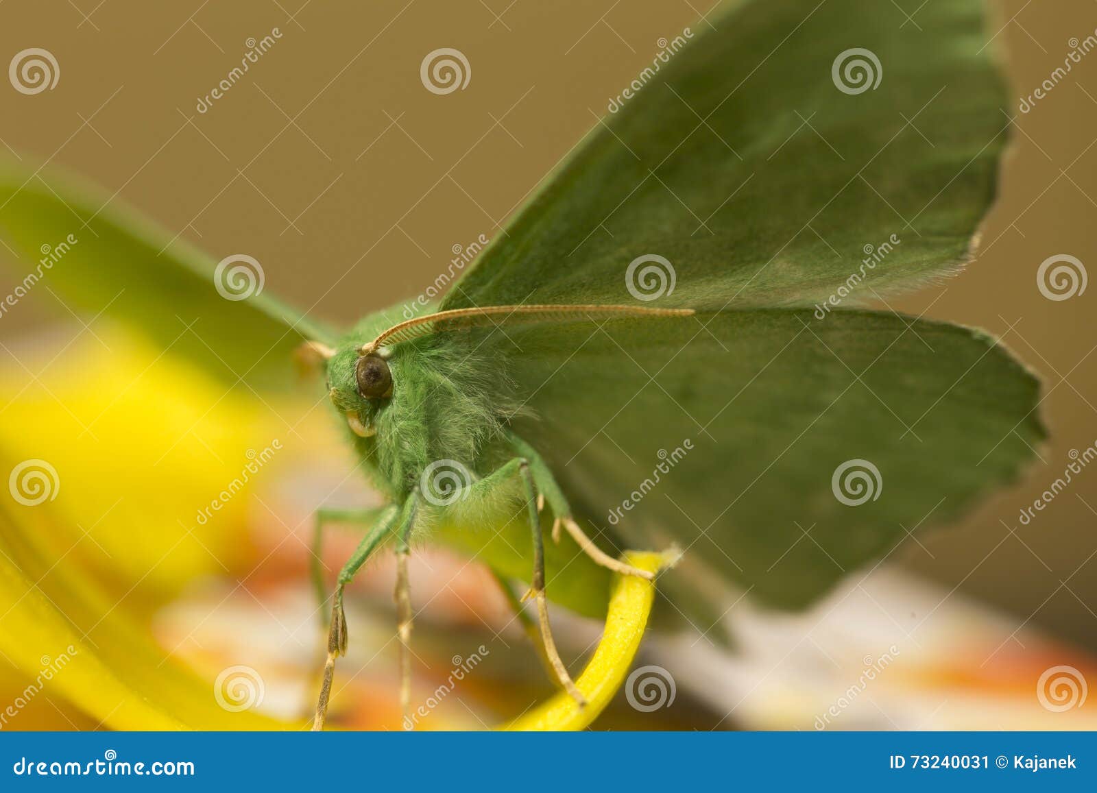 large emerald moth in big detail, geometra papilionaria