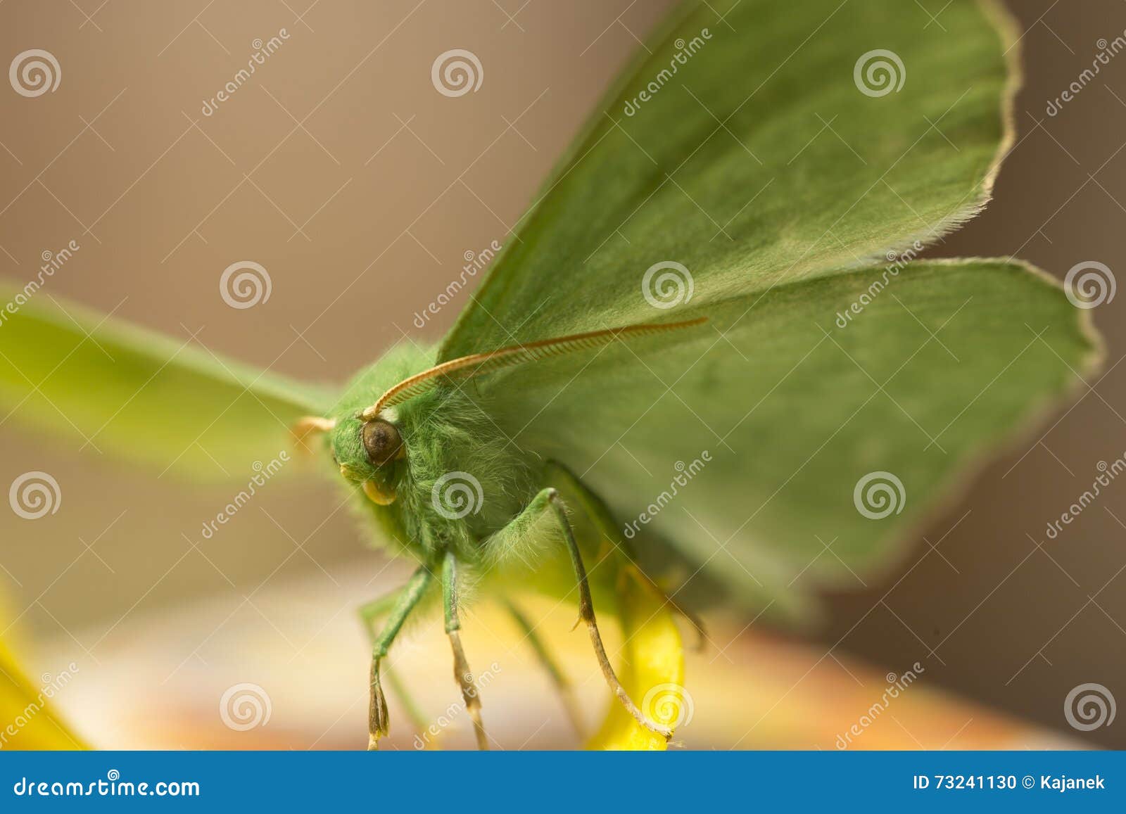 large emerald moth in big detail, geometra papilionaria