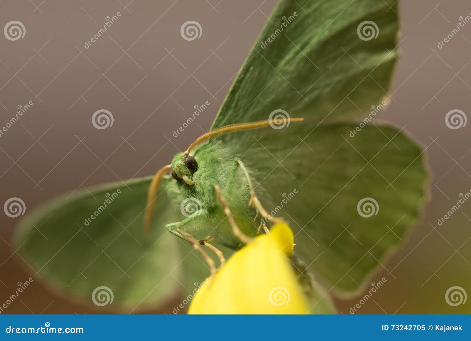 large emerald moth in big detail, geometra papilionaria