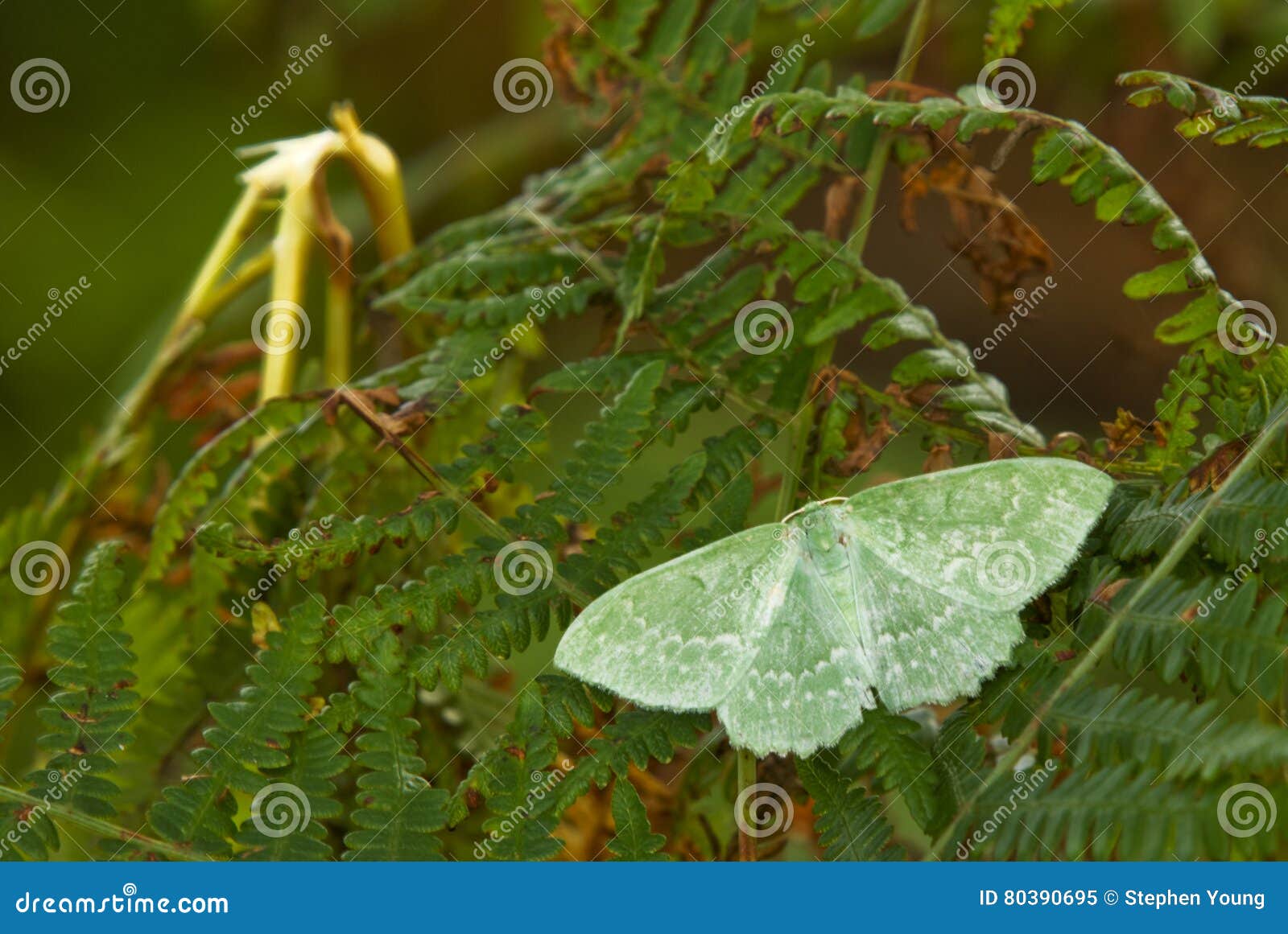 large emerald moth