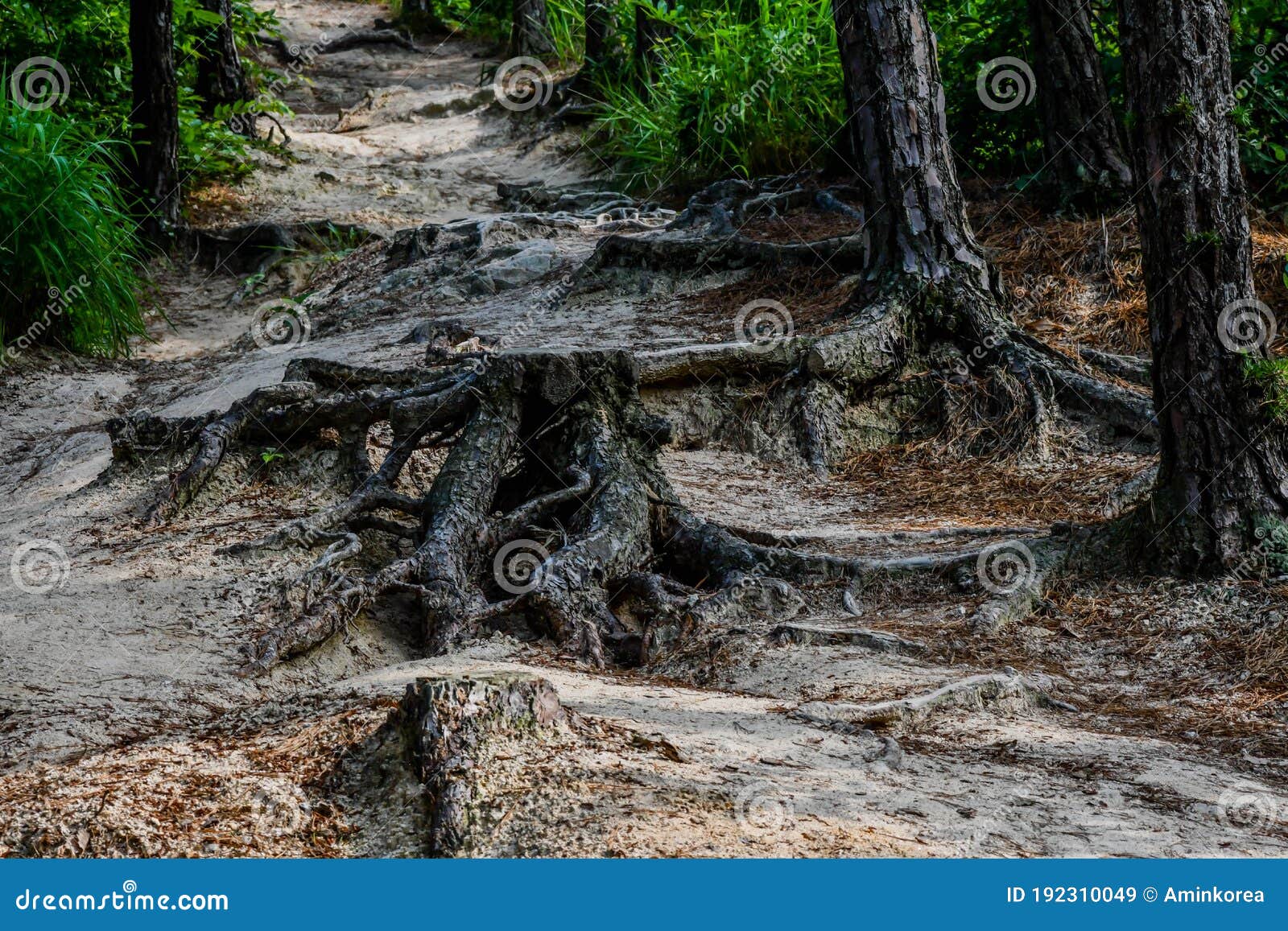 Large Exposed Tree Roots Growing on Hiking Trail Stock Image Image of