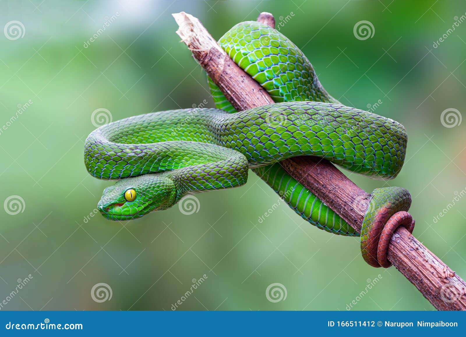 Large eyed Pit Viper or Trimeresurus Macrops, Beautiful Green Snake