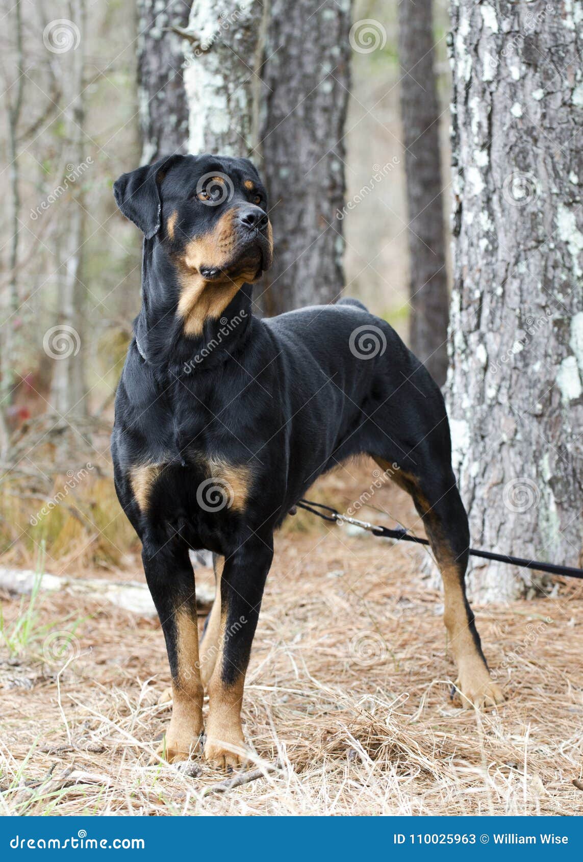 all black german rottweiler