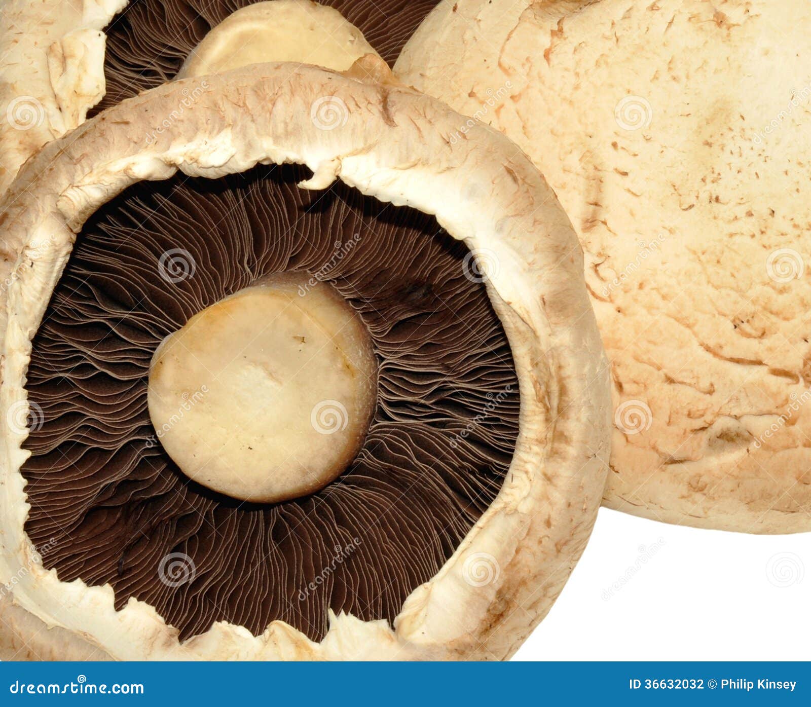 Large Flat Mushrooms stock photo. Image of healthy, white 36632032