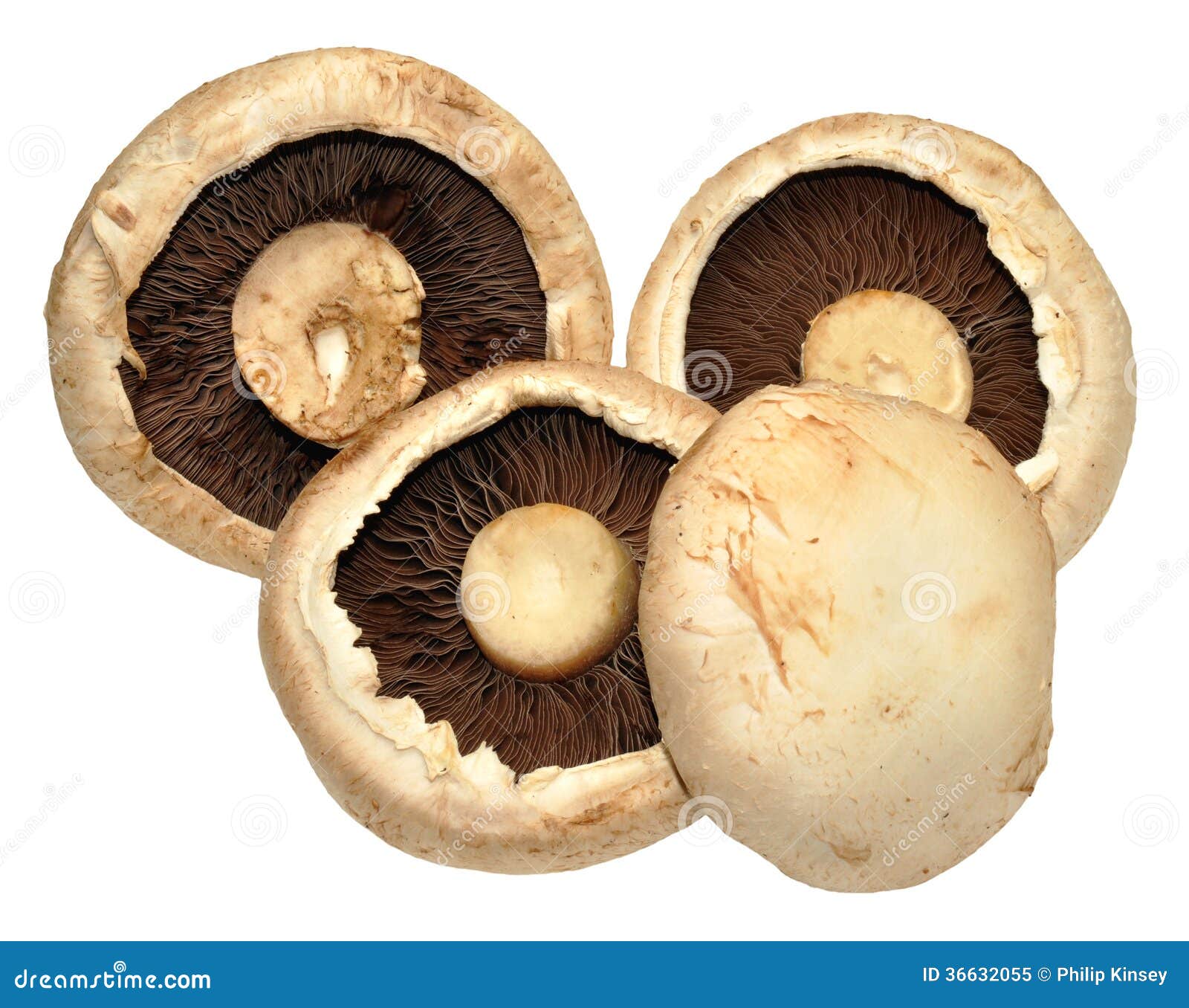 Large Flat Mushrooms stock image. Image of flat, natural 36632055