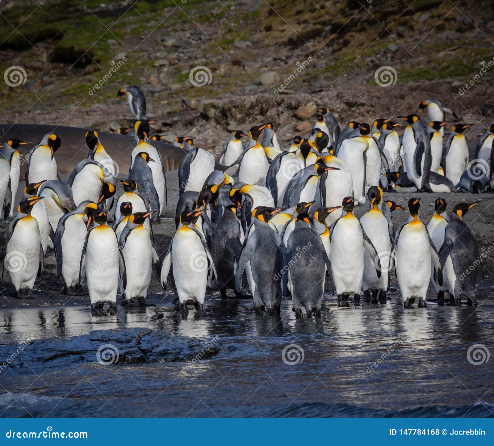 Top 28+ Images what is a flock of penguins called Latest Top 28+ Images what is a flock of penguins called Latest