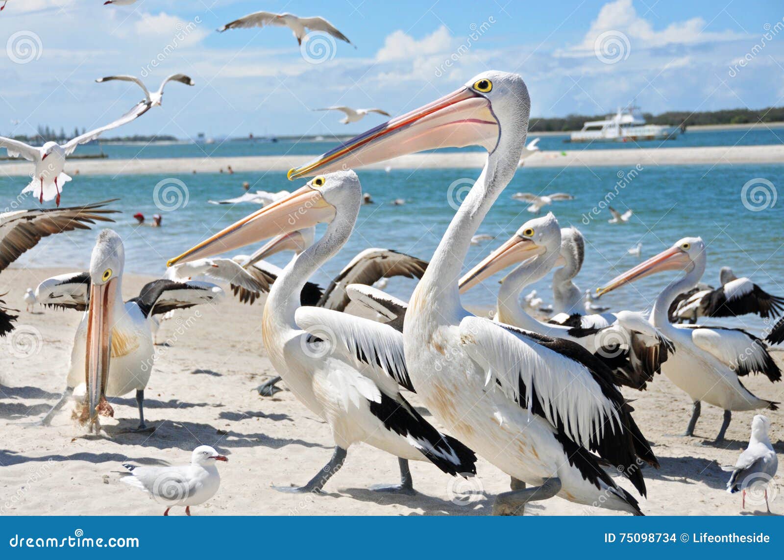 large flock of pelicans & sea birds on beautiful beaches of gold coast, australia