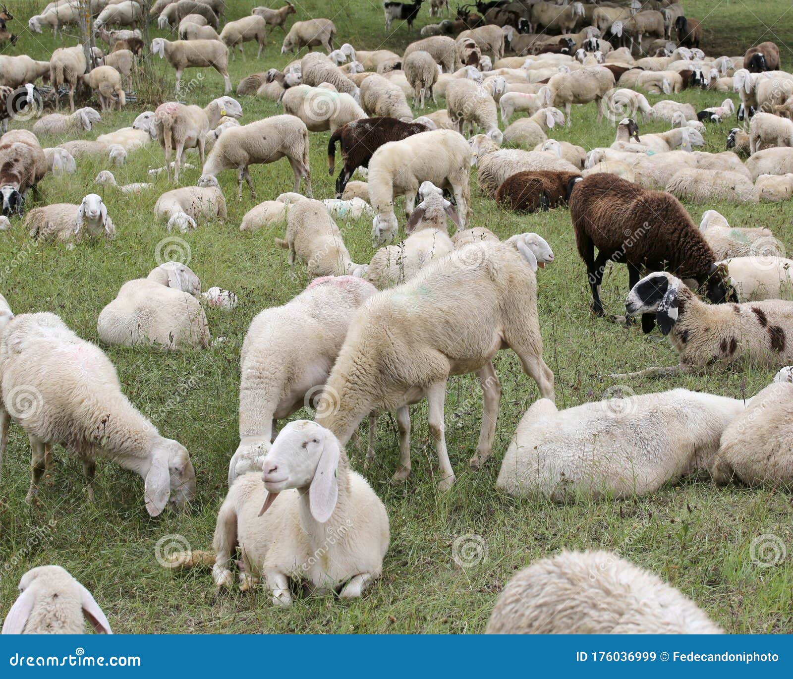 Large Flock Of Sheep And Goats Grazing In The Mountains Stock Image - Image of goats, grazing: 176036999