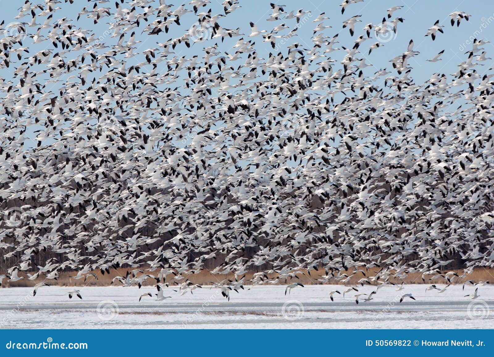 large flock of snow geese taking off.