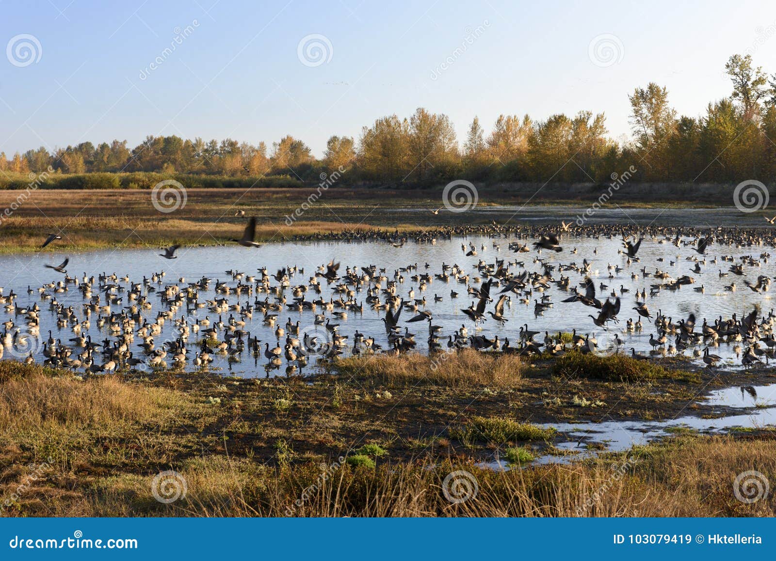 flocks of geese flocks of geese