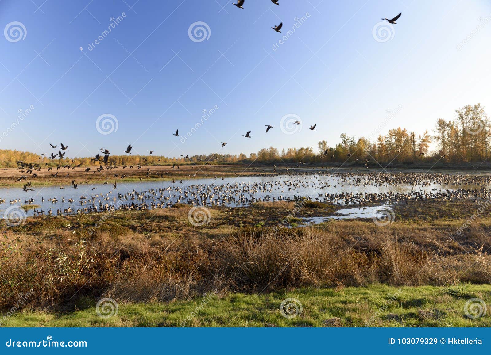 large flocks of canadian geese resting and staging during their annual autumn migration