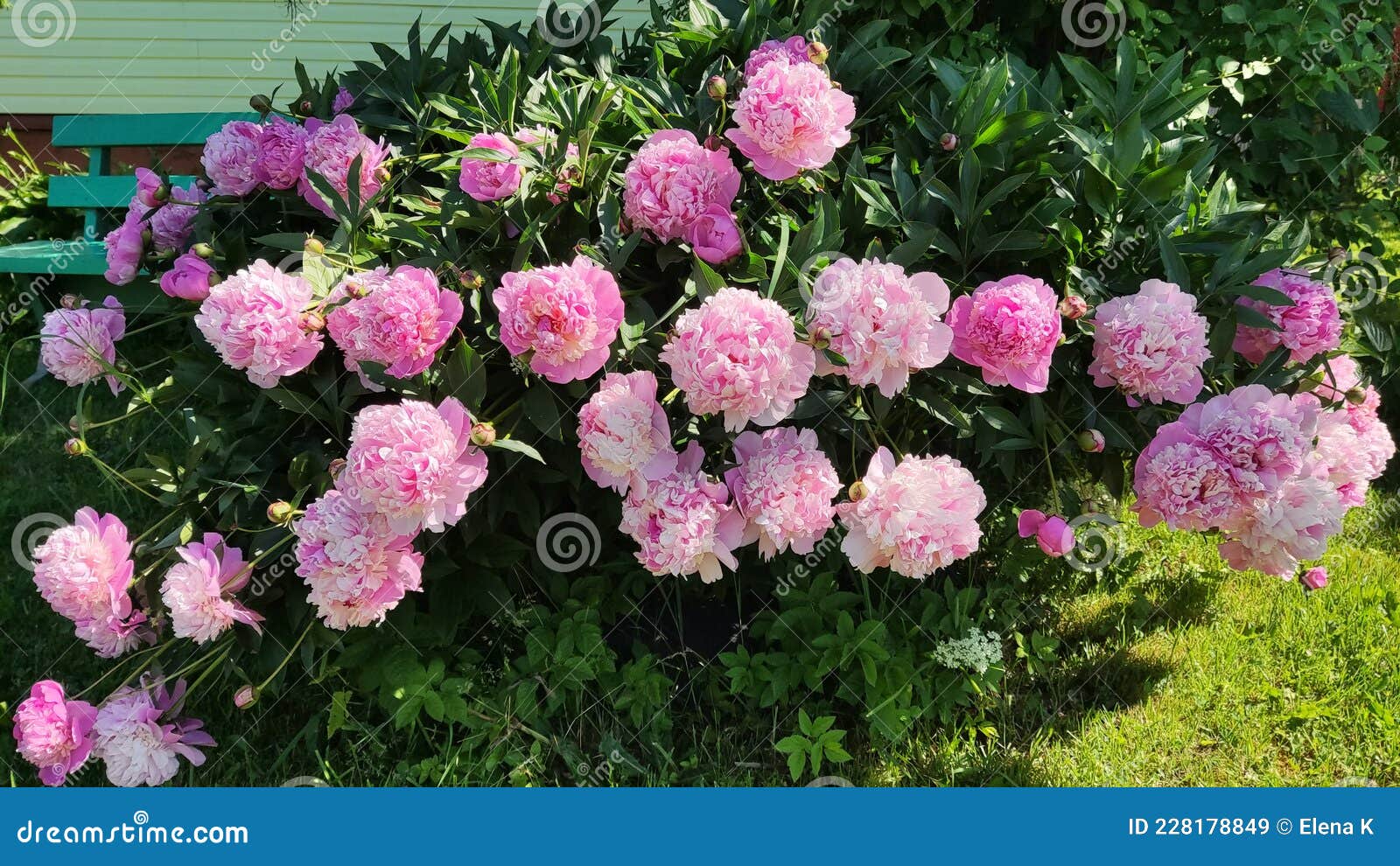 Large Flower Bed with Peonies Stock Image Image of large, wildflower